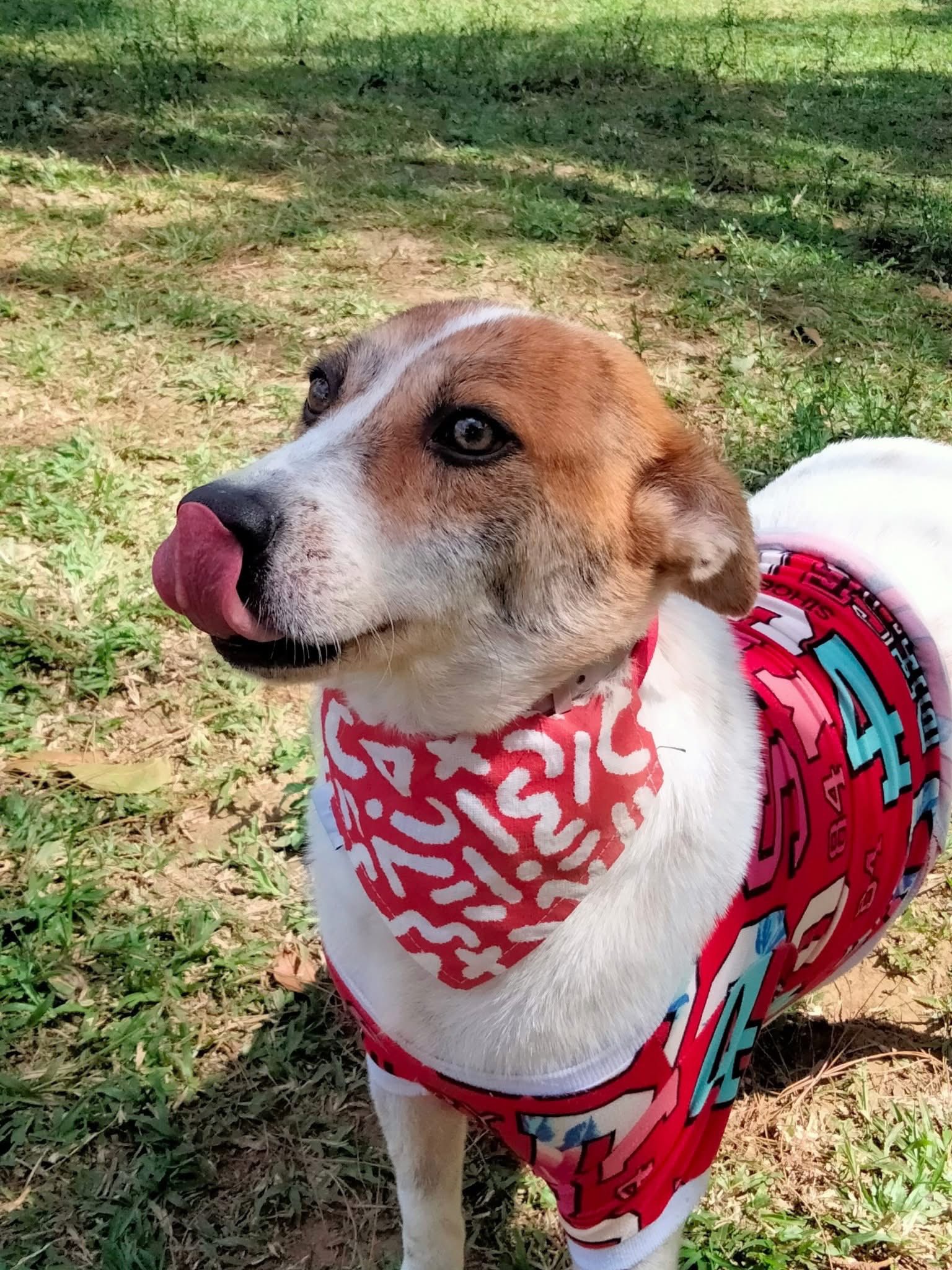 Happy dog