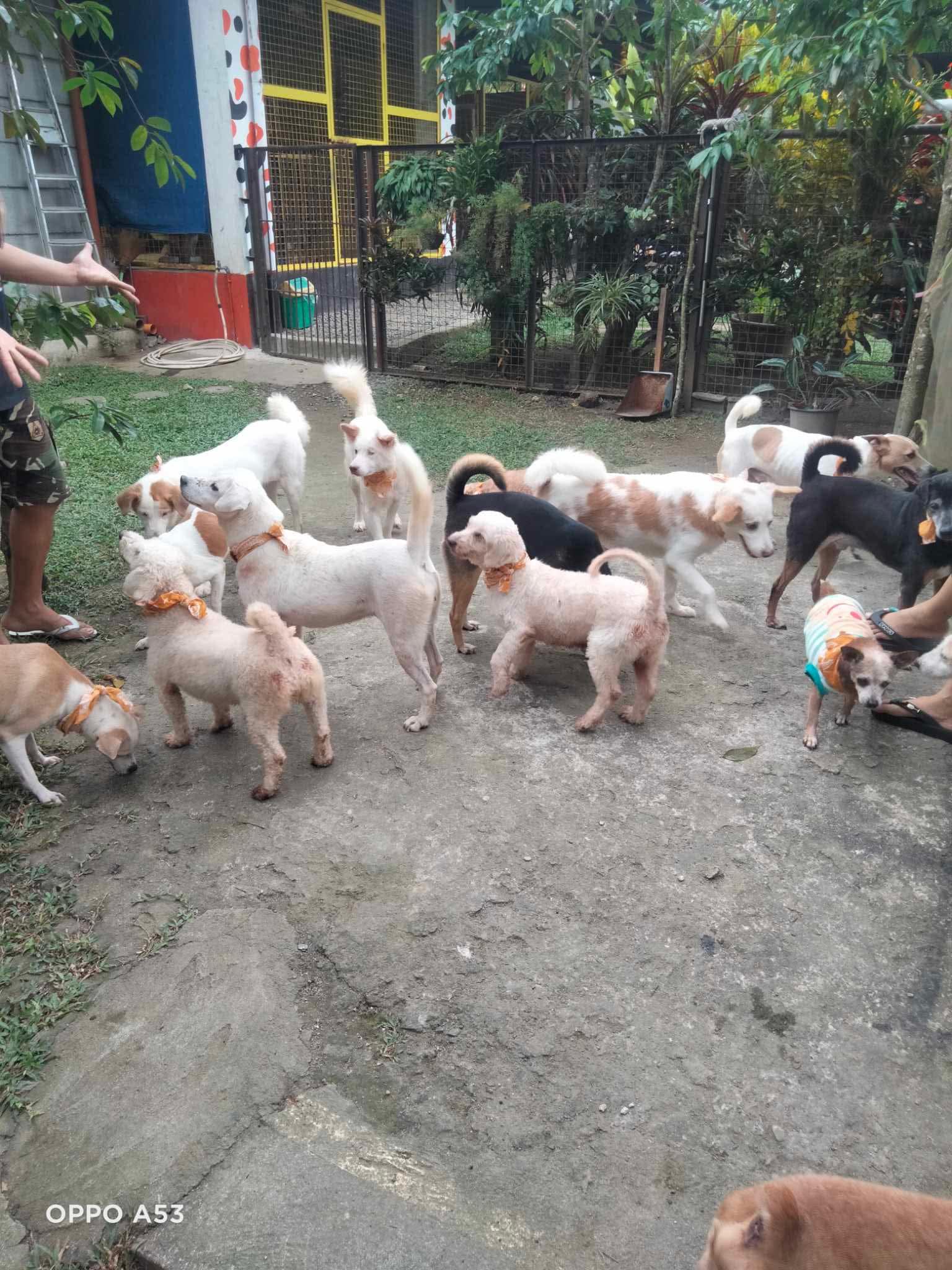 Found Pets Hero